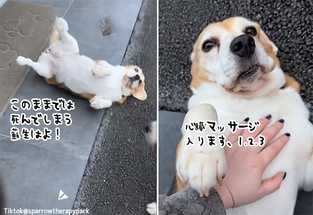 わざと倒れて死にそうなそぶり、心臓マッサージを要求する犬