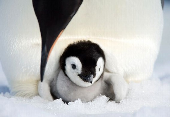 お父さんも子育てするよ 生物界きっての10種のイクメンたち カラパイア お父さんも子育てするよ 生物界きっての10種のイクメンたち カラパイア