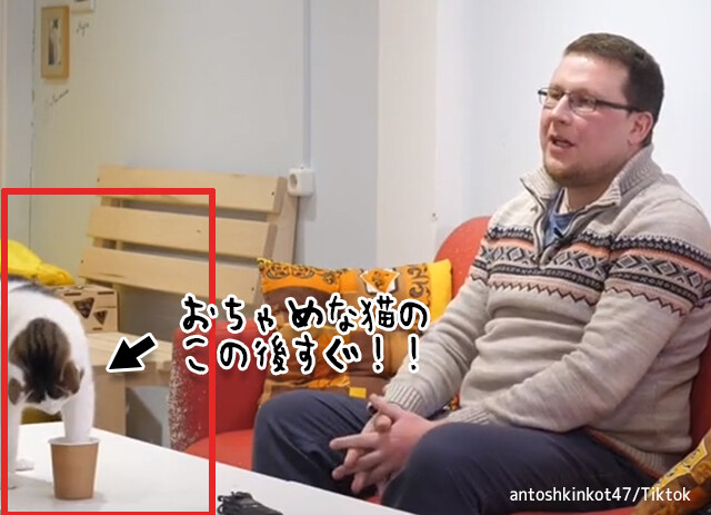 かわいい放送事故。インタビュー中に猫が乱入、からの予期せぬフェードアウト