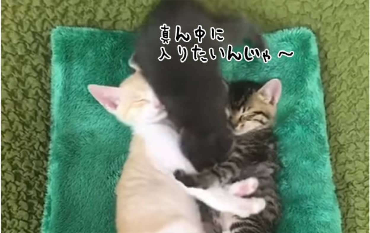 チームの中心はオレだから 仲良く眠る2匹の子猫の間にムギュっと入り込もうとする子猫 カラパイア