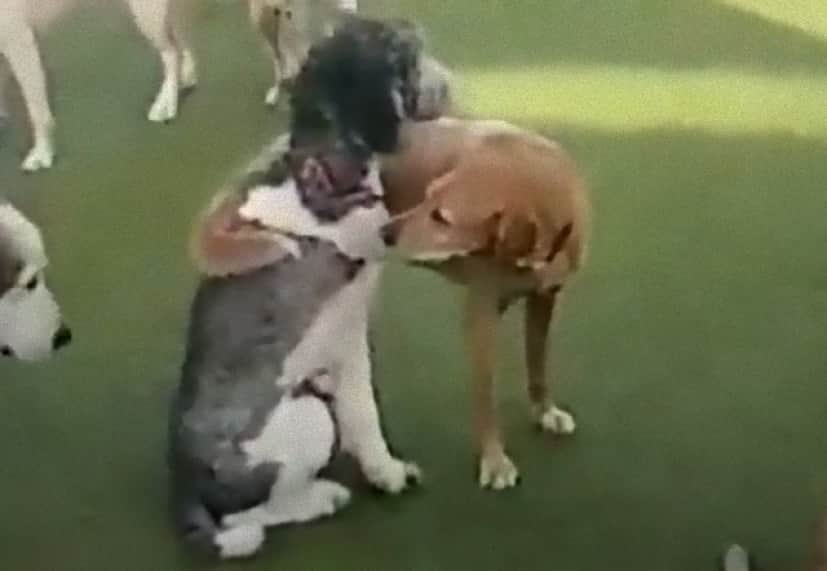 dogs_e