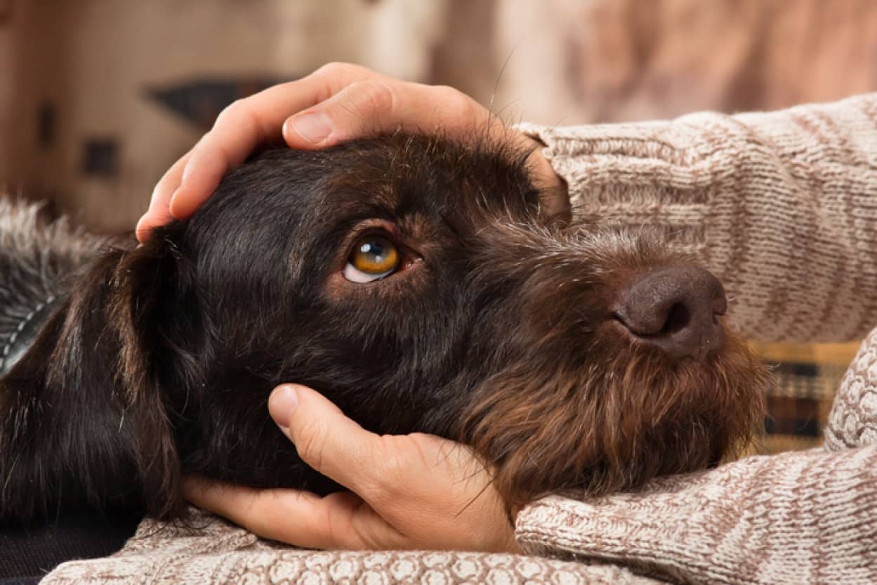 犬は人間のストレスを嗅ぎ分けられる