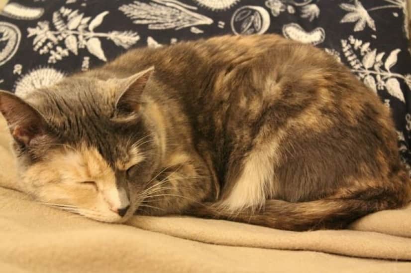 calico-5