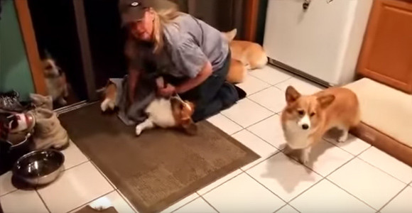 普通の犬はお散歩から戻ると足を拭くが コーギーの場合 カラパイア 普通の犬はお散歩から戻ると足を拭くが コーギーの場合 カラパイア