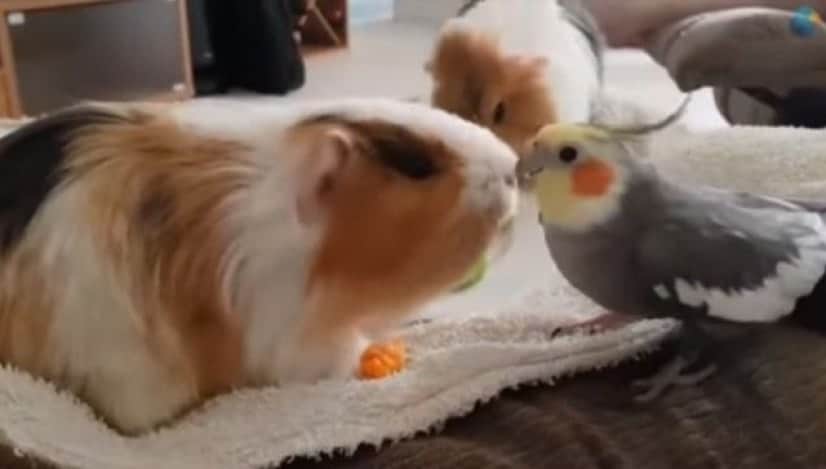 コレが奴らの魅力なんです 可愛いインコやオウムの所業総集編 カラパイア