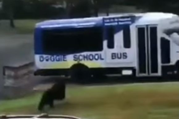 バス来たいきたい！犬の学校に通うスクールバスに大はしゃぎな犬のいる風景