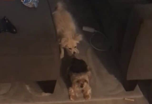 今週のベストペットたち ほっこりぬくぬく 楽しい動物たちを眺めてあったか気分になっちゃおう カラパイア 今週のベストペットたち ほっこりぬくぬく 楽しい動物たちを眺めてあったか気分になっちゃおう カラパイア