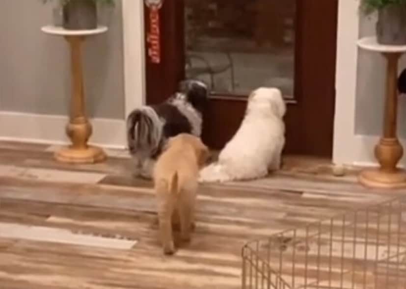 背後から忍び寄り仲間の犬を驚かせるおちゃめな犬 カラパイア