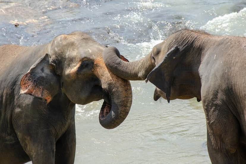 elephant-ge82e36a25_640