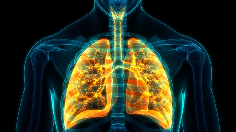 人間の肺の中から、新たな細胞が発見される