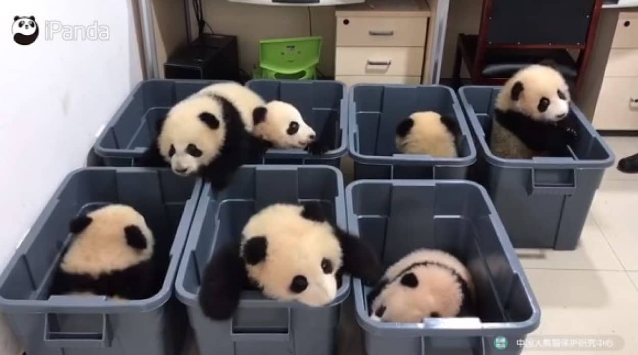 まったく叩く気がしない パンダのモグラ叩きゲームのゆっくり感 カラパイア