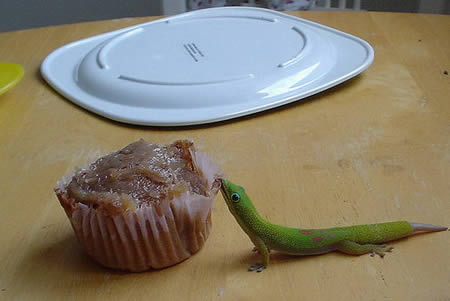 a97299_g187_3-gecko