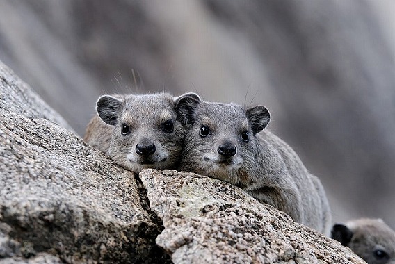 rock hyrax 12