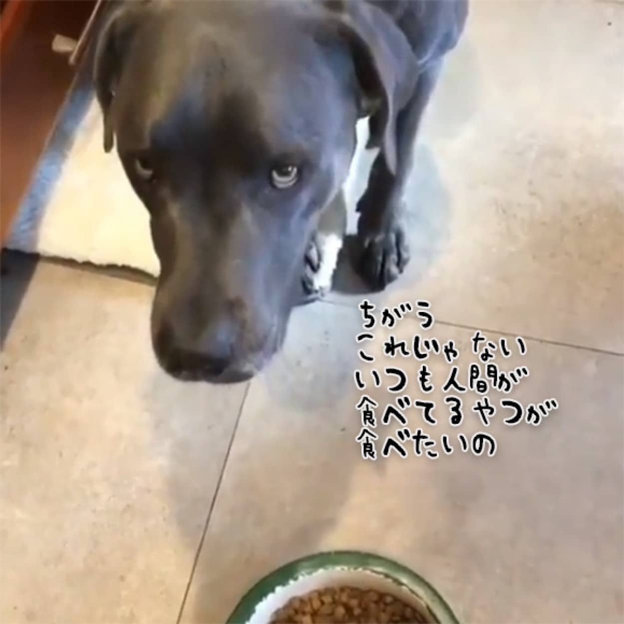 違うこれじゃない だってこれ犬の食べ物じゃん 犬がドックフードを食べない理由 でもこうすれば食べる カラパイア