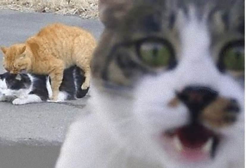 photobomb3_e