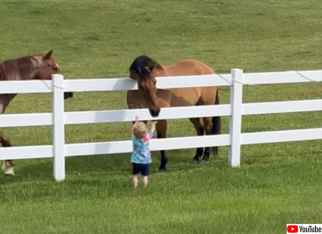大好きは伝わる！小さな男の子が呼びかけると近くまで会いに来てくれる馬たち