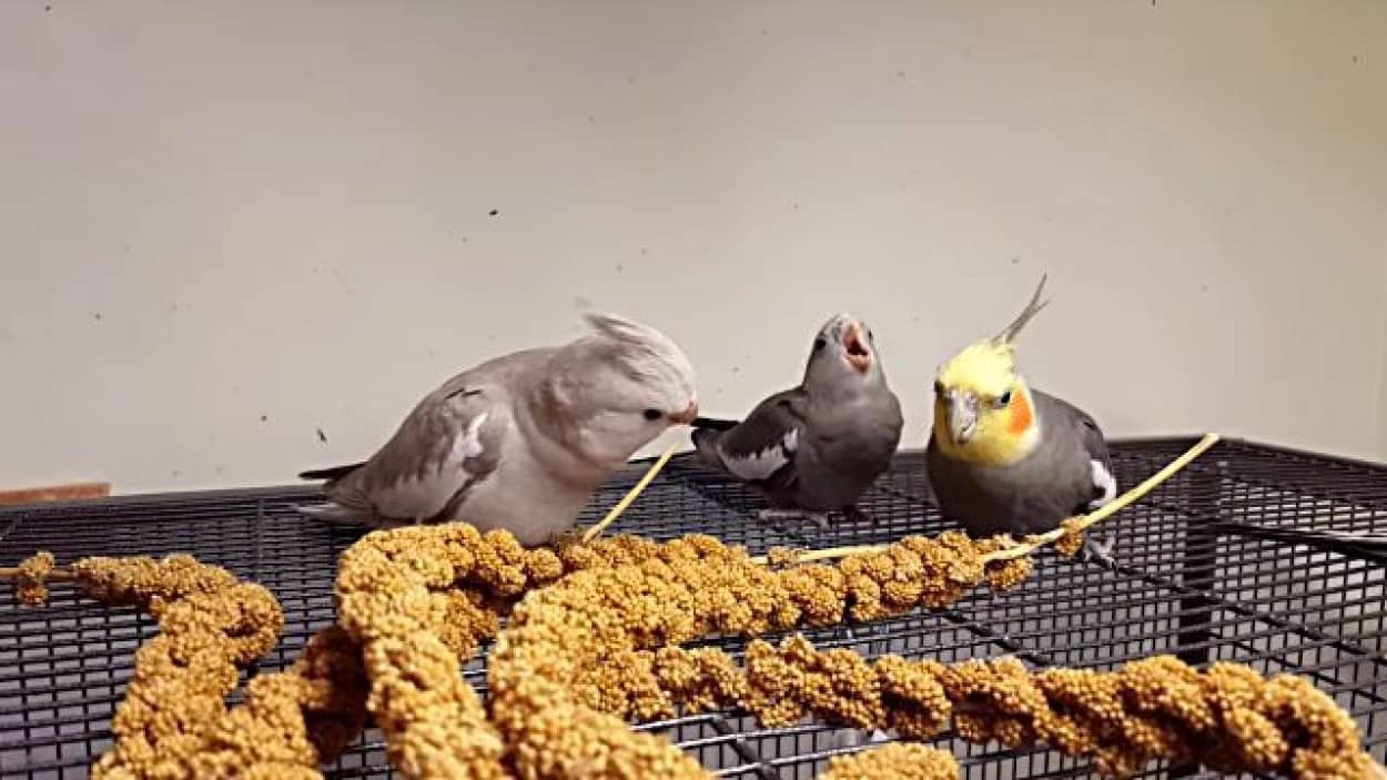 お腹空いたよ ご飯ほしいよ 待ちきれなくて初めて自分でご飯を食べるオカメインコのヒナ カラパイア