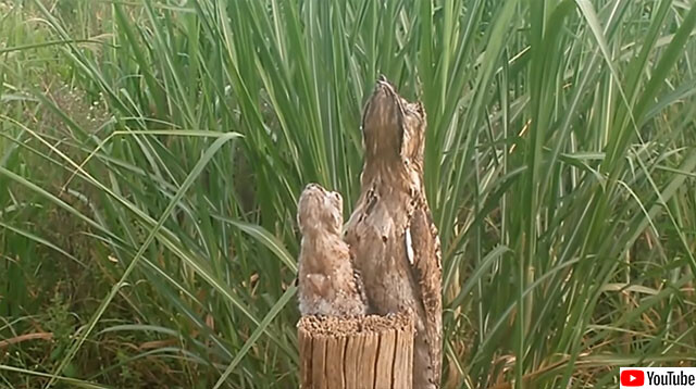 私は木 ツーンと杭になりすますガマグチヨタカとその子供 カラパイア 私は木 ツーンと杭になりすますガマグチヨタカとその子供 カラパイア