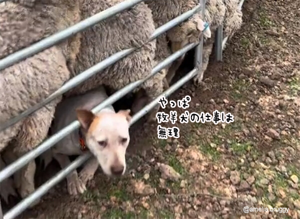 やっぱ牧羊犬の仕事は無理かも...仲間が颯爽と助けに来る