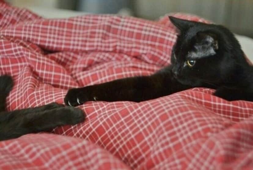 cat10_e