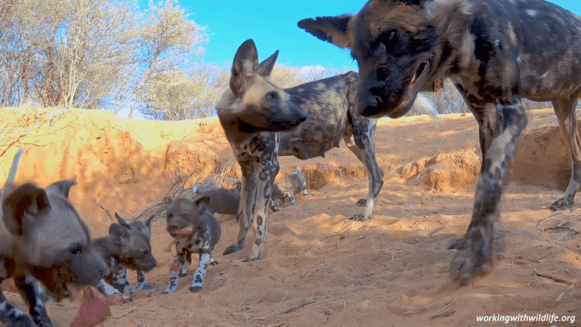 African-painted-dogs