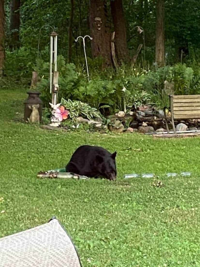 bear1_e
