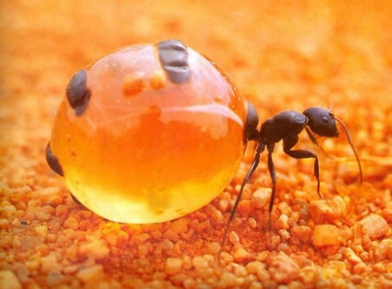 お腹パンパンに蜜を溜め込むオーストラリアの蟻 ミツツボアリ