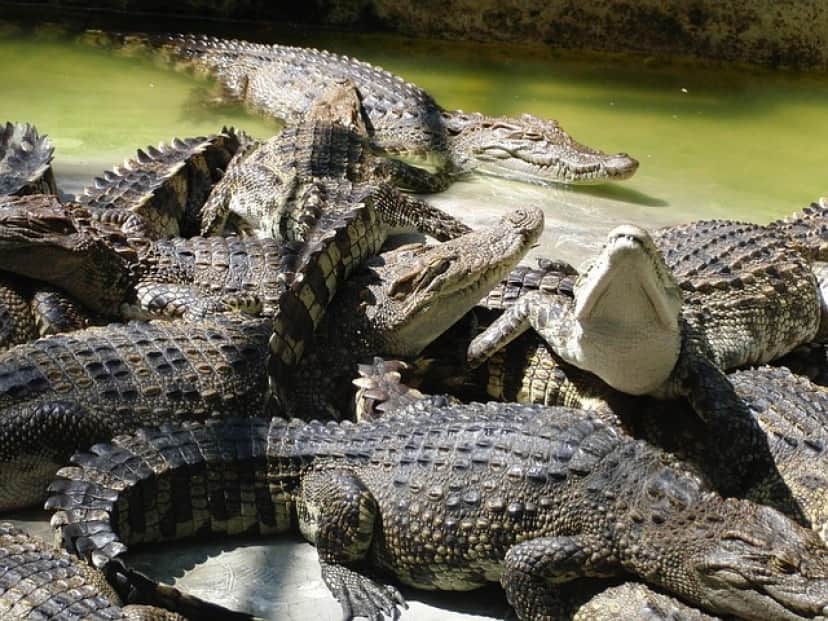crocodiles-2274545_640