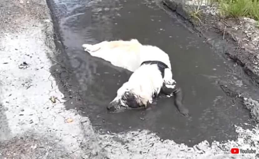 オーマイゴッド 突然泥んこ遊びを始めた愛犬に飼い主さん笑うしかなかった模様 カラパイア