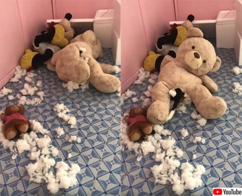 中綿をえぐり取られ もだえ苦しむテディベア その犯人は カラパイア