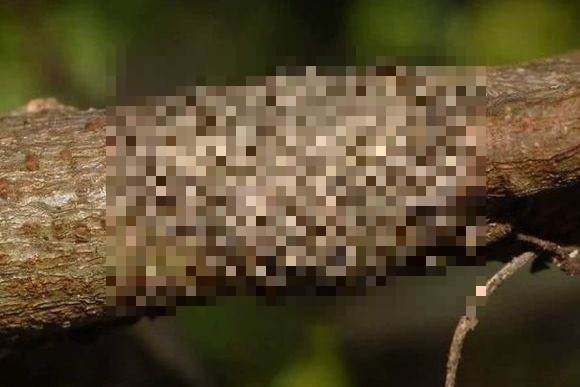ネットに出回った10の衝撃画像 カラパイア ネットに出回った10の衝撃画像 カラパイア