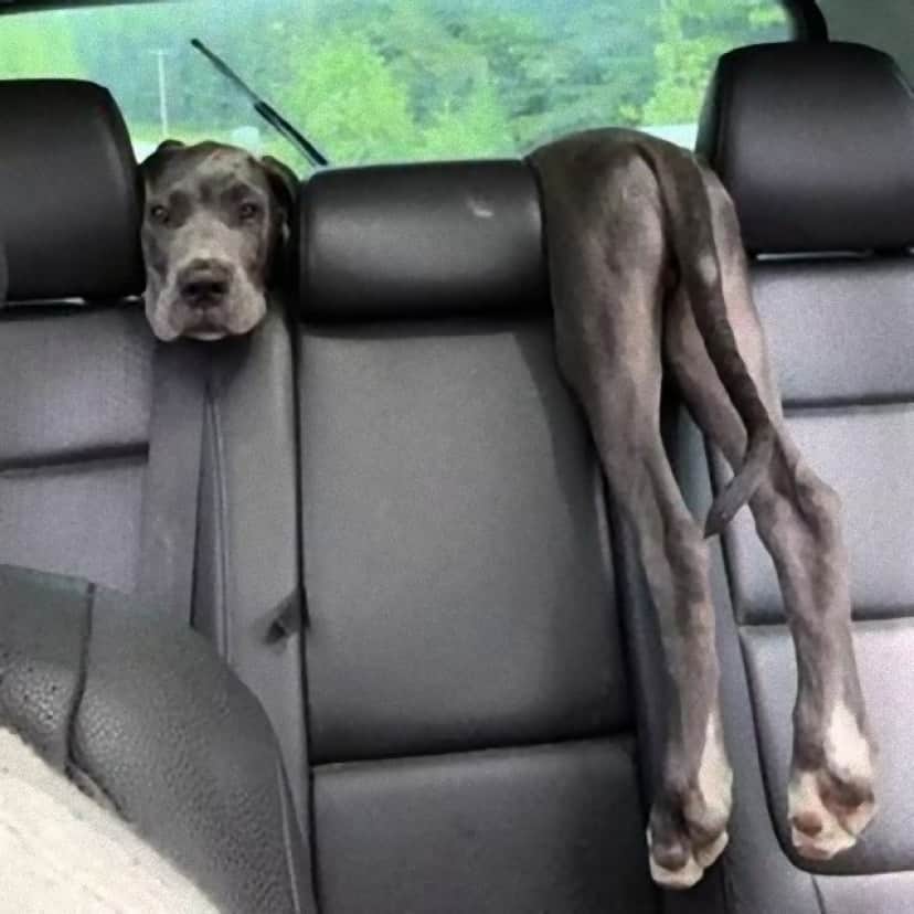 dog_e