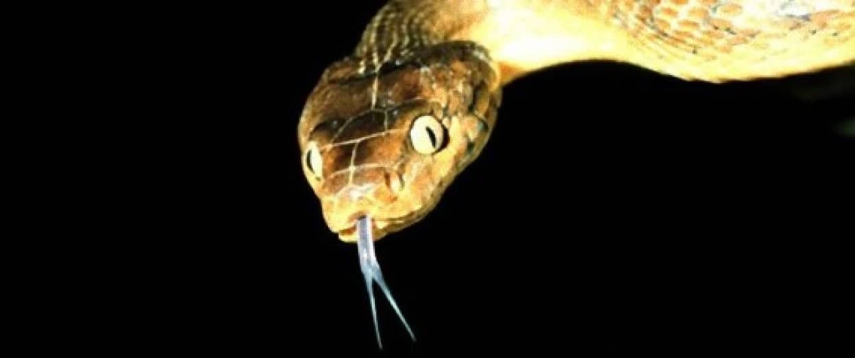 毒入りのネズミを空中から投下 外来種ヘビ駆除の為 米グアム カラパイア