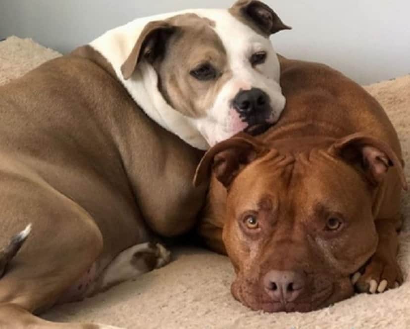 dogs_e
