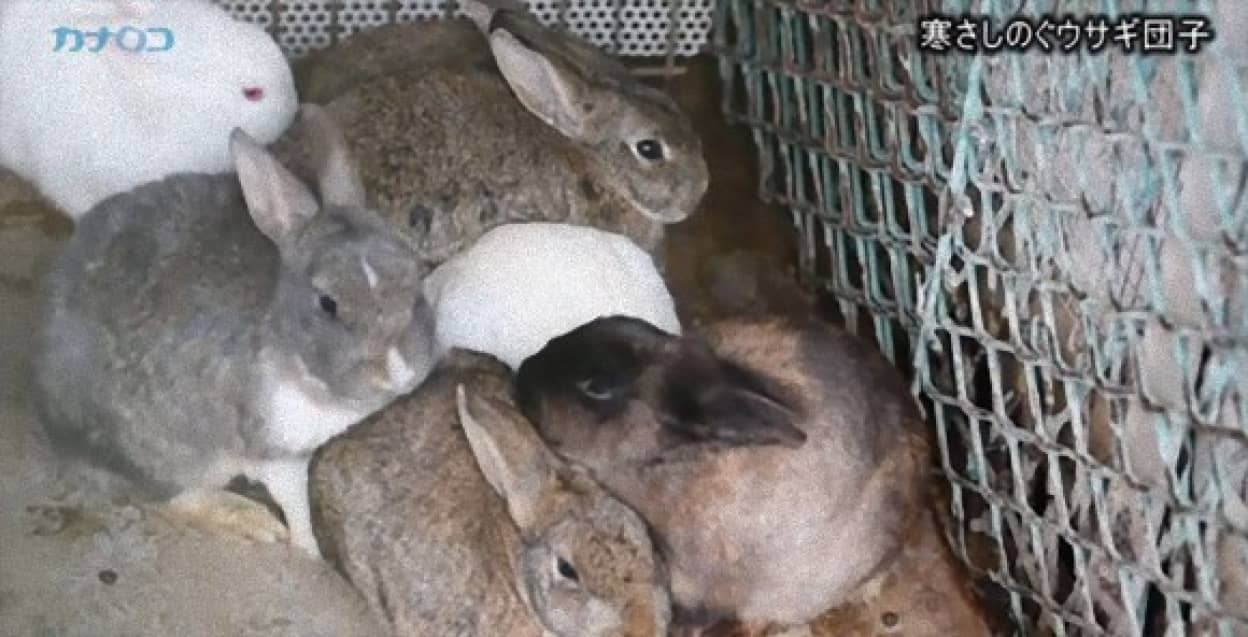 ウサギ団子の季節がやってきました 寄り集まって丸くなって寒さしのぐウサギたち カラパイア