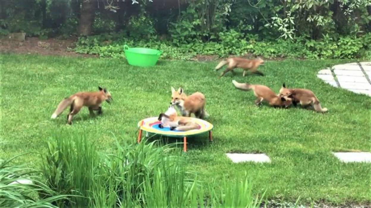 きゃっきゃうふふがすぎる 裏庭でキツネの大家族が遊んでいた件 アメリカ カラパイア