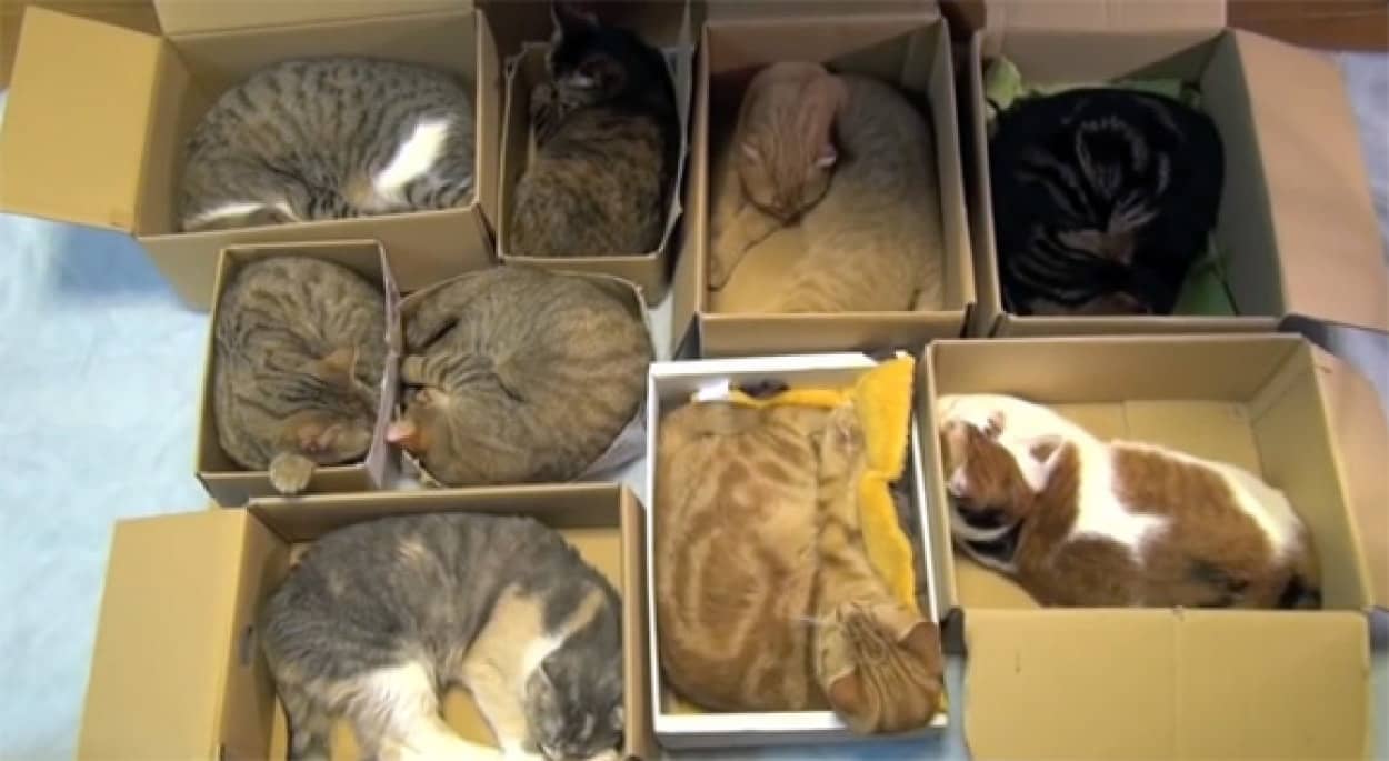 収納上手 1匹1箱 9匹の猫の完全収納法 カラパイア 収納上手 1匹1箱 9匹の猫の完全収納法 カラパイア