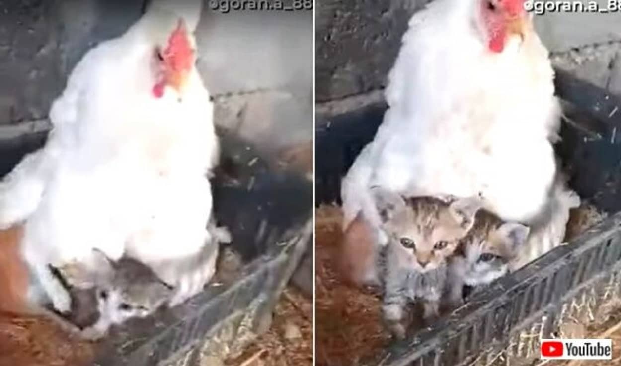 鶏のお母さん うちの子たちに構わないで と 3匹の子猫の面倒を見る カラパイア 鶏のお母さん うちの子たちに構わないで と 3匹の子猫の面倒を見る カラパイア