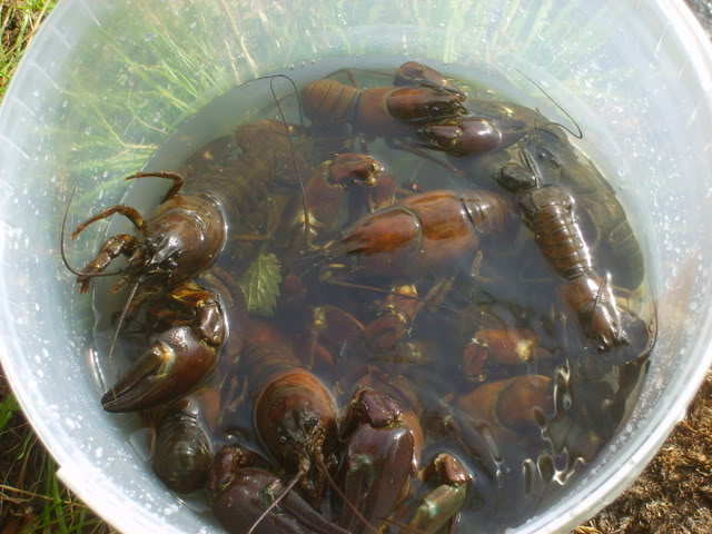 特定外来生物 ウチダザリガニ の生息が関東ではじめて確認される カラパイア