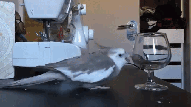 つねに重力を感じていたい鳥 置いてあるものは全て落とす 落しまくるインコ カラパイア つねに重力を感じていたい鳥 置いてあるものは全て落とす 落しまくるインコ カラパイア
