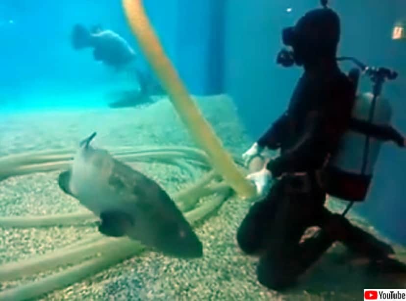 魚だってなでられたい 水槽清掃員にピタっと寄り添いなでてもらうのを待っている猫みたいな魚 カラパイア 魚だってなでられたい 水槽清掃員にピタっと寄り添いなでてもらうのを待っている猫みたいな魚 カラパイア