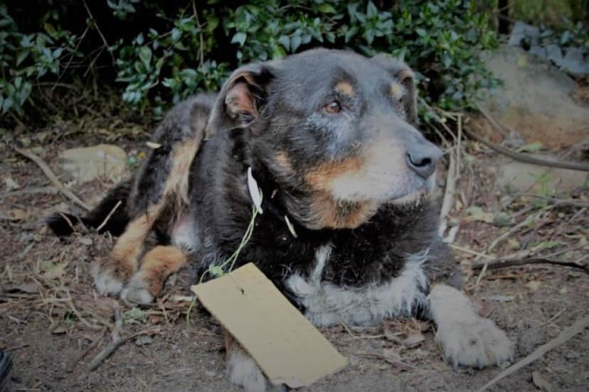 dog_e