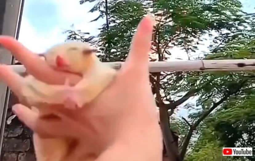 ペットのフクロモモンガ いっくよ と飼い主さんの手を目指して空を飛びまくる カラパイア ペットのフクロモモンガ いっくよ と飼い主さんの手を目指して空を飛びまくる カラパイア