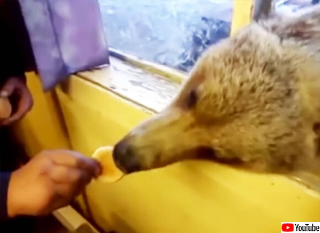 熊とロシア人の距離感