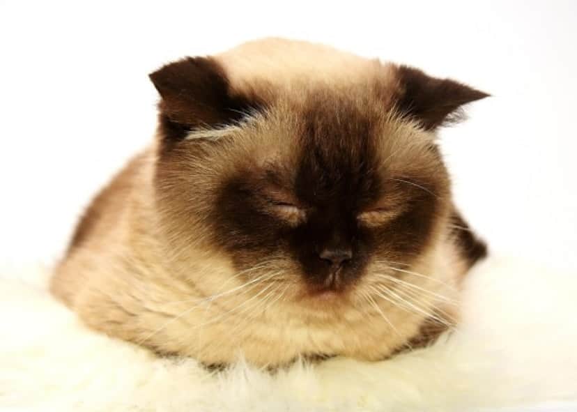 今夜も一緒に眠らニャイか 猫が飼い主とベッドに入るのが大好きな3つの理由 カラパイア 今夜も一緒に眠らニャイか 猫が飼い主とベッドに入るのが大好きな3つの理由 カラパイア