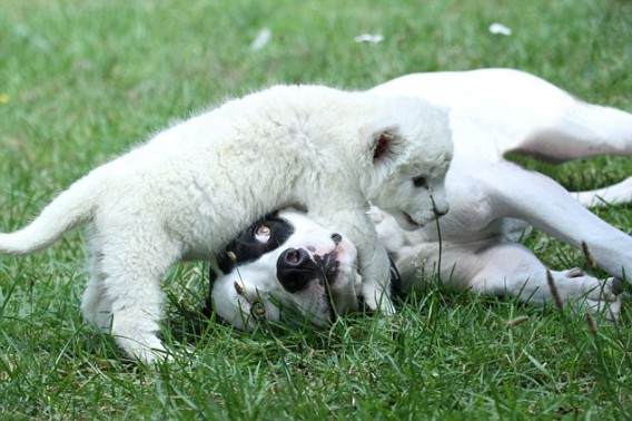 を ライオン 育てる が 犬 の 赤ちゃん なぜ犬は赤ちゃんを守ろうとするの？赤ちゃんと犬の触れ合いの注意点｜犬の総合情報サイト ペットスマイルニュースforワンちゃん