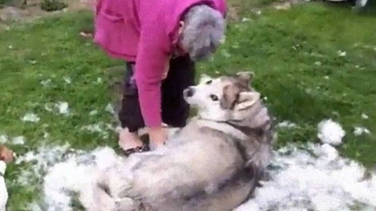 ブラッシングされているハスキーのリラクゼーションタイム そして大量の体毛が話題に カラパイア