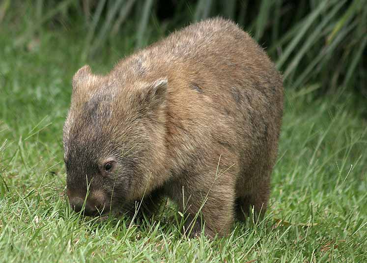 夜のウォンバットを観察できる 五月山動物園のライブカメラ ウォンバットてれび が開局 カラパイア