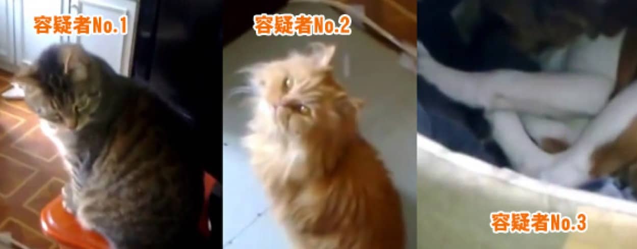 猫と猫と犬 この中から犯人を捜せ これをやったのは誰 カラパイア