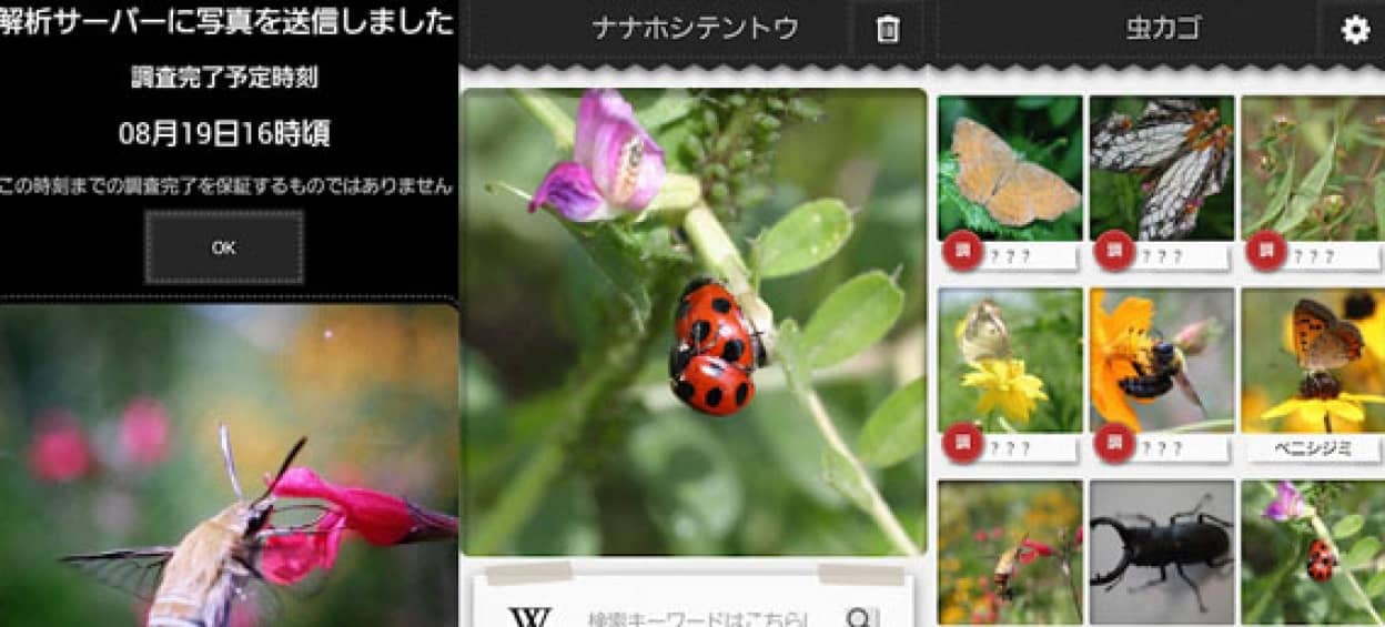 判定しました 昆虫採集の強い味方 撮った写真を自動解析し名前を調べてくれるアプリ 虫判定器 カラパイア